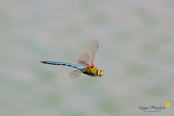 Libelle
