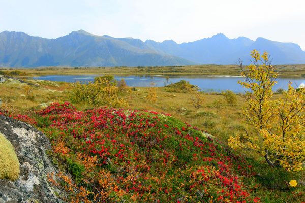 Lofoten - Norwegen
