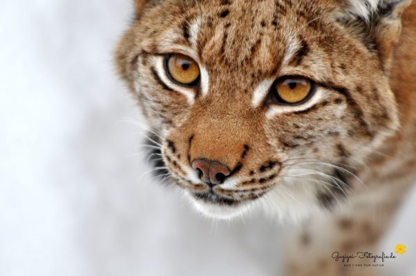 Luchs (Nationalpark Bayerischer Wald)
