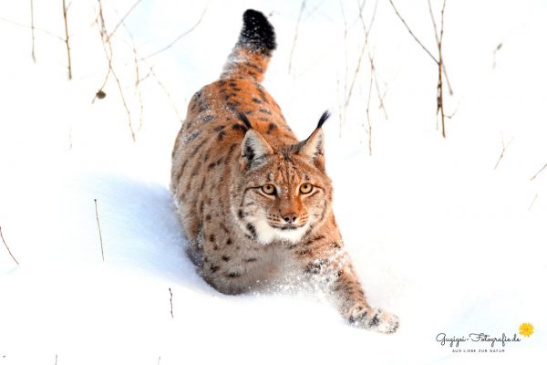 Luchs (Nationalpark Bayerischer Wald)