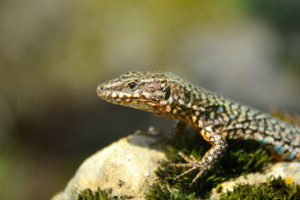 Mauereidechse (Podarcis muralis)