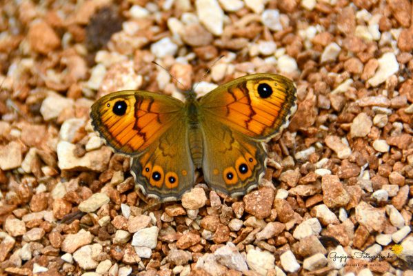 Mauerfuchs (Lasiomata megera)