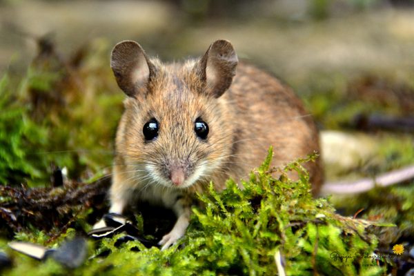 "Meine" Maus