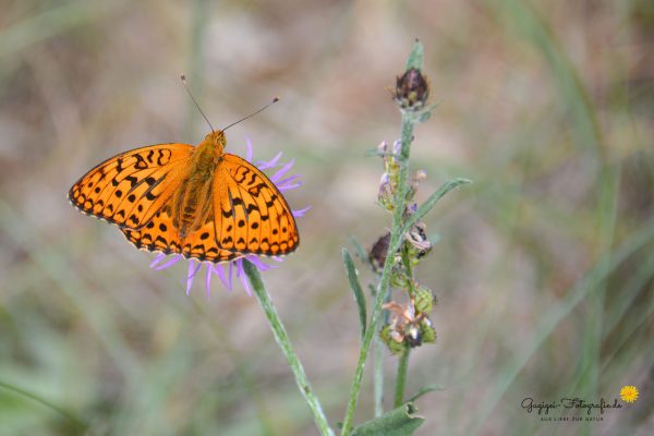 Feuriger Perlmuttfalter (Fabriciana adippe)