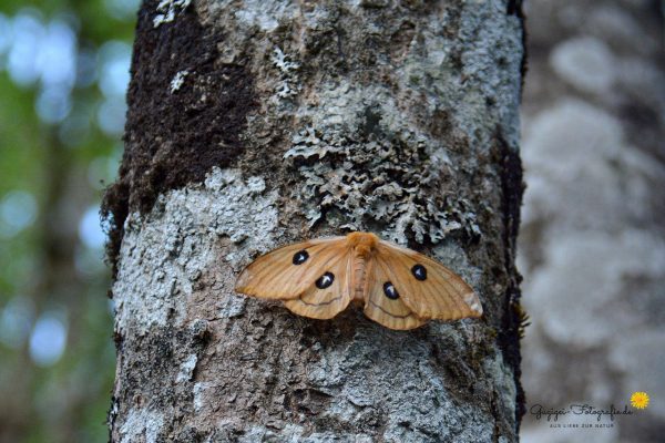 Nagelfleck (Aglia tau)