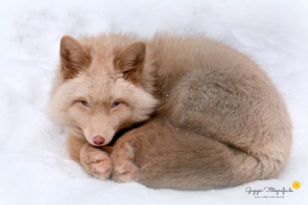 Pastellfuchs (Nationalpark Bayerischer Wald)