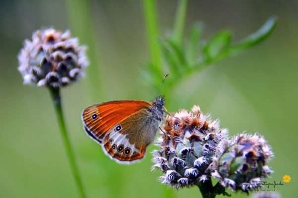 Perlgrasfalter (Coenonympha arcania)