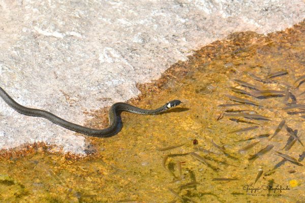 Ringelnatter (Natrix natrix)