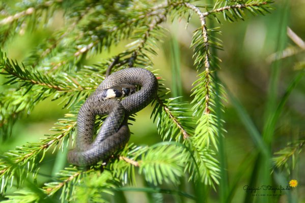 Ringelnatter (Natrix natrix)