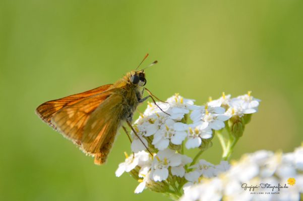 Rostfarbener Dickkopffalter (Ochlodes venatus)