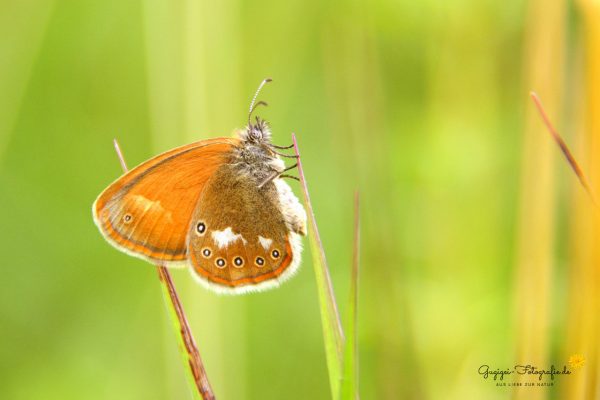 Rotbraunes Wiesenvögelchen (Coenonympha glycerion)