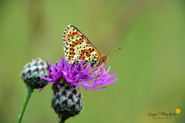 Roter Scheckenfalter (Melitaea didyma)