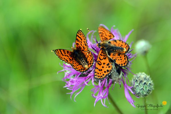Roter Scheckenfalter (Melitaea didyma)