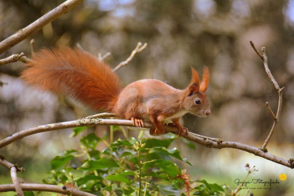 rotes Eichhörnchen