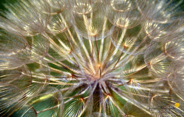 Samenstand vom Wiesenbocksbart