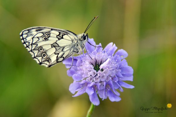 Schachbrettfalter (Melanargia galathea)
