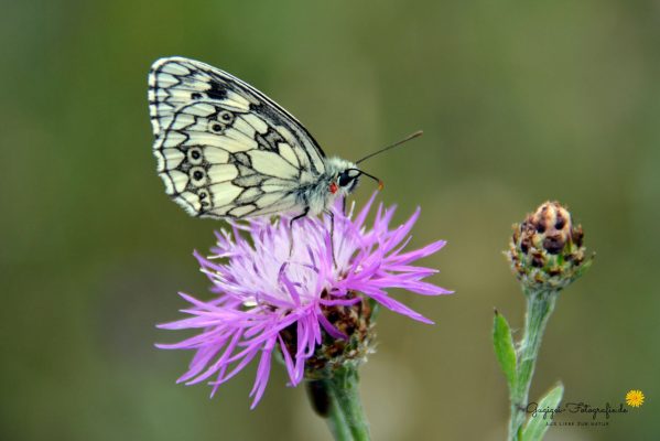 Schachbrettfalter (Melanargia galathea)