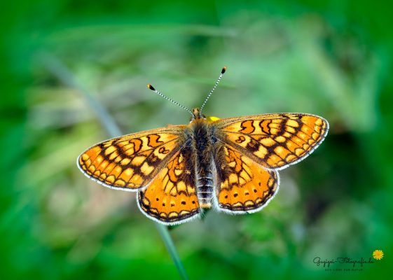 Goldener Scheckenfalter (Euphydryas aurinia)