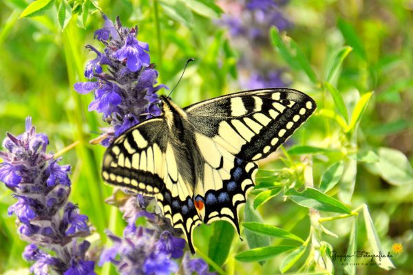 Schwalbenschwanz (Papilio machaon)