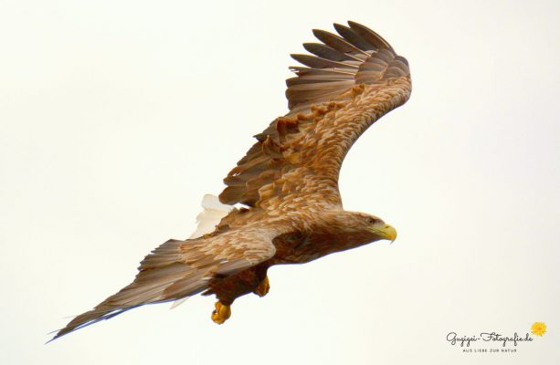 Seeadler (Haliaeetus albicilla)