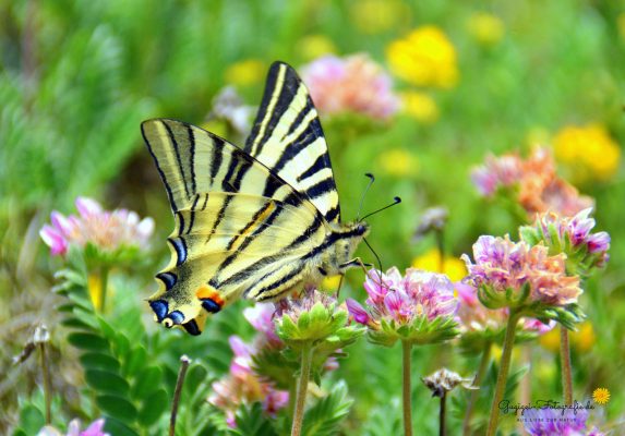 Segelfalter (Iphiclides podalirius)