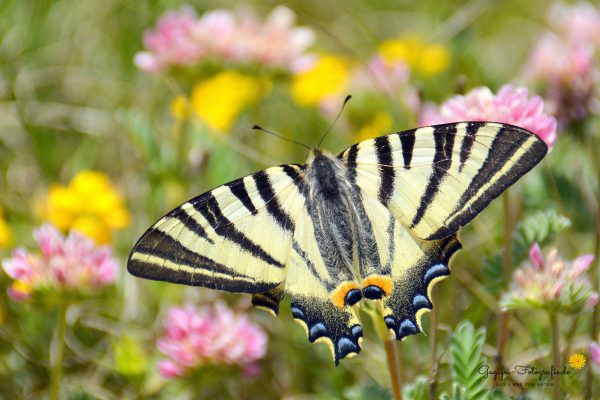Segelfalter (Iphiclides podalirius)
