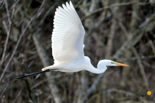 Silberreiher (Egretta alba)