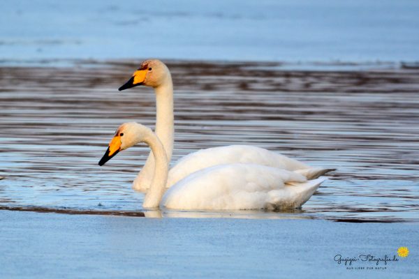 Singschwäne (Cygnus cygnus)