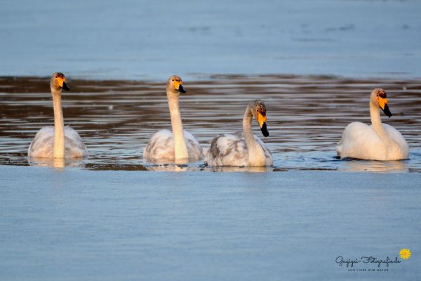 Singschwäne (Cygnus cygnus)