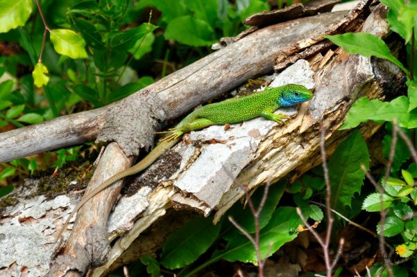 Smaragdeidechse (Lacerta bilineata)