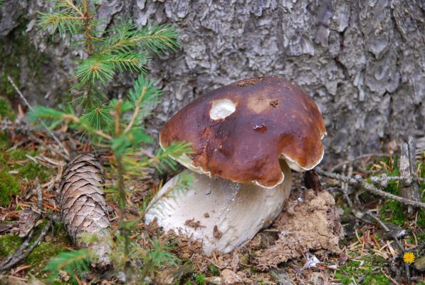 Steinpilz