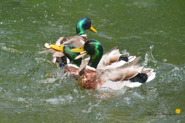 Stockente (Anas platyrhynchos) - Männchen