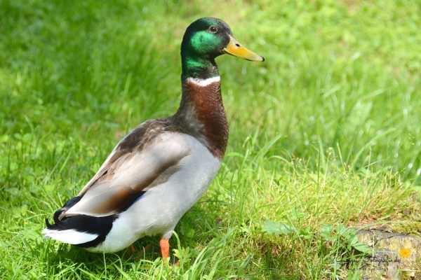 Stockente (Anas platyrhynchos) - Männchen