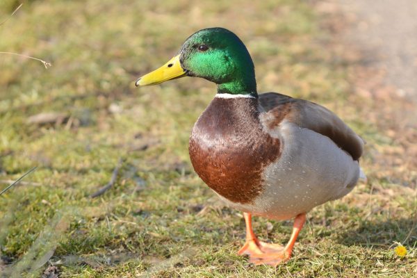 Stockente (Anas platyrhynchos) - Männchen