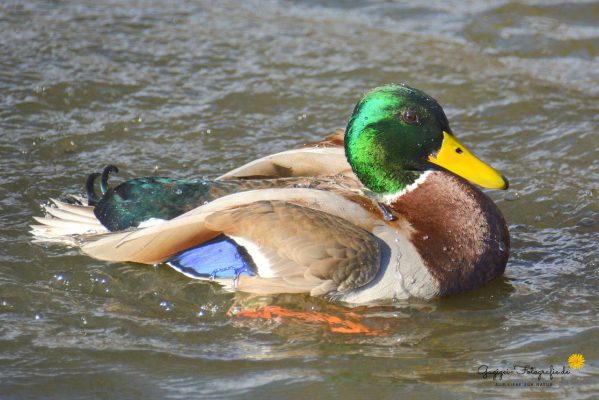 Stockente (Anas platyrhynchos) - Männchen