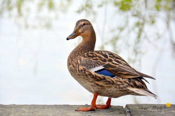 Stockente (Anas platyrhynchos) - Weibchen