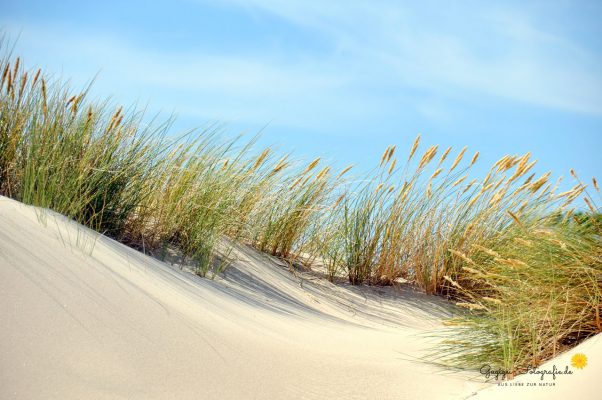 Strandhafer