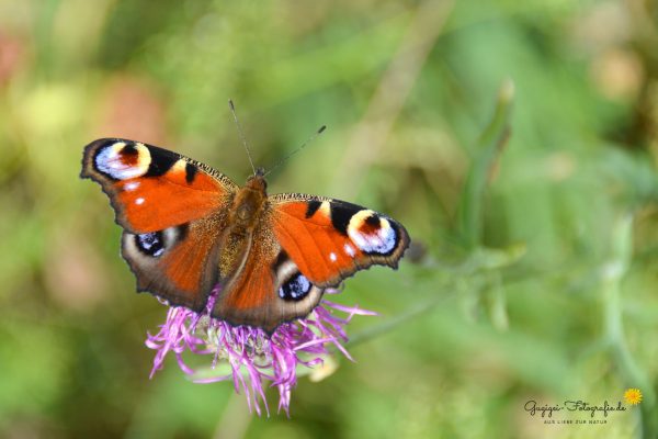Tagpfauenauge (Inachis io)