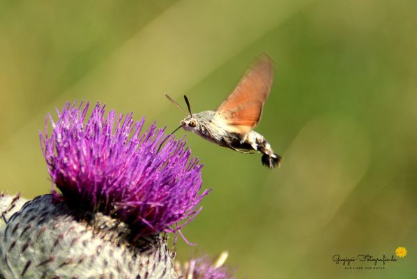 Taubenschwänzchen (Macroglossum stellatarum)