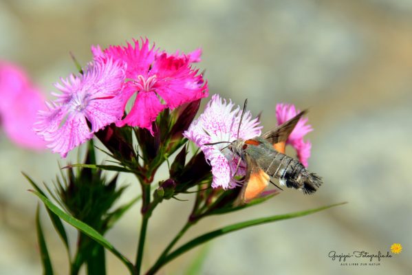 Taubenschwänzchen (Macroglossum stellatarum)