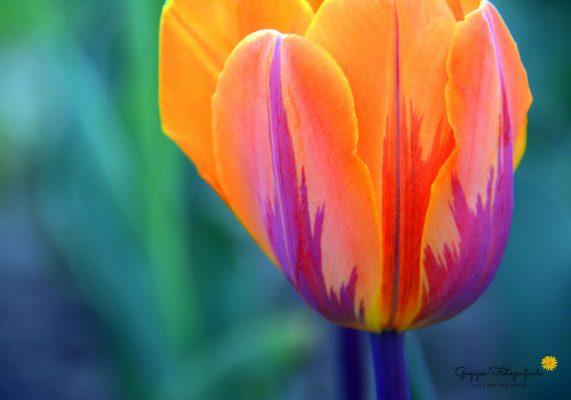 Tulpe