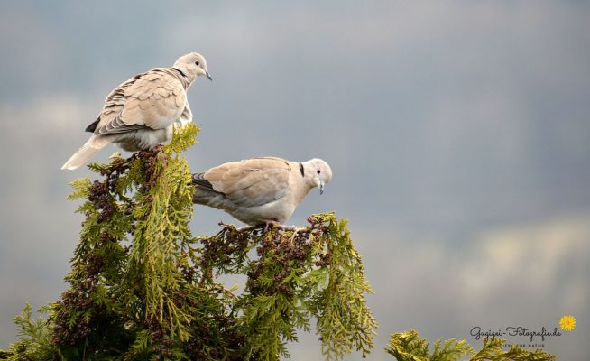 Türkentauben (Streptopelia decaocto)