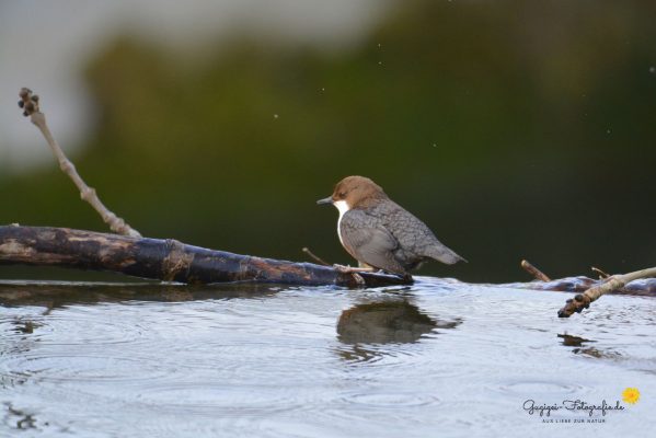 Wasseramsel (Cinclus cinclus)