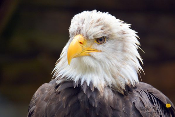 Weißkopfseeadler