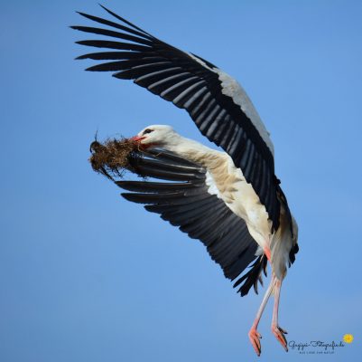 Weißstorch (Ciconia ciconia)