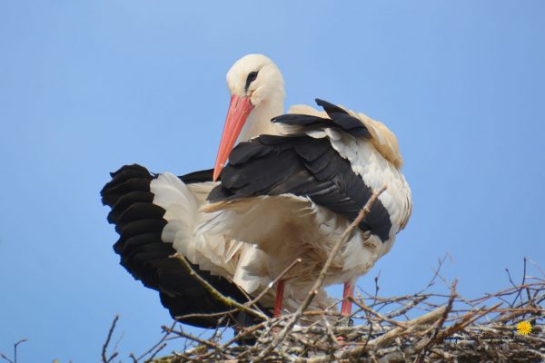 Weißstorch (Ciconia ciconia)