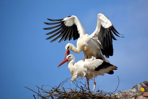 Weißstörche bei der Paarung