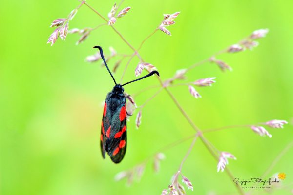 Sechsfleck-Widderchen (Zygaema filipendulae)