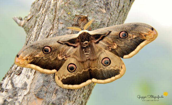 Wiener Nachtpfauenauge (Saturnia pyri)