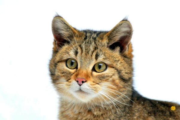 Wildkatze